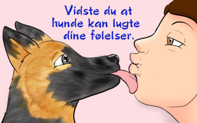 Hyld din hund! D. 21. juli er det international Hundedag