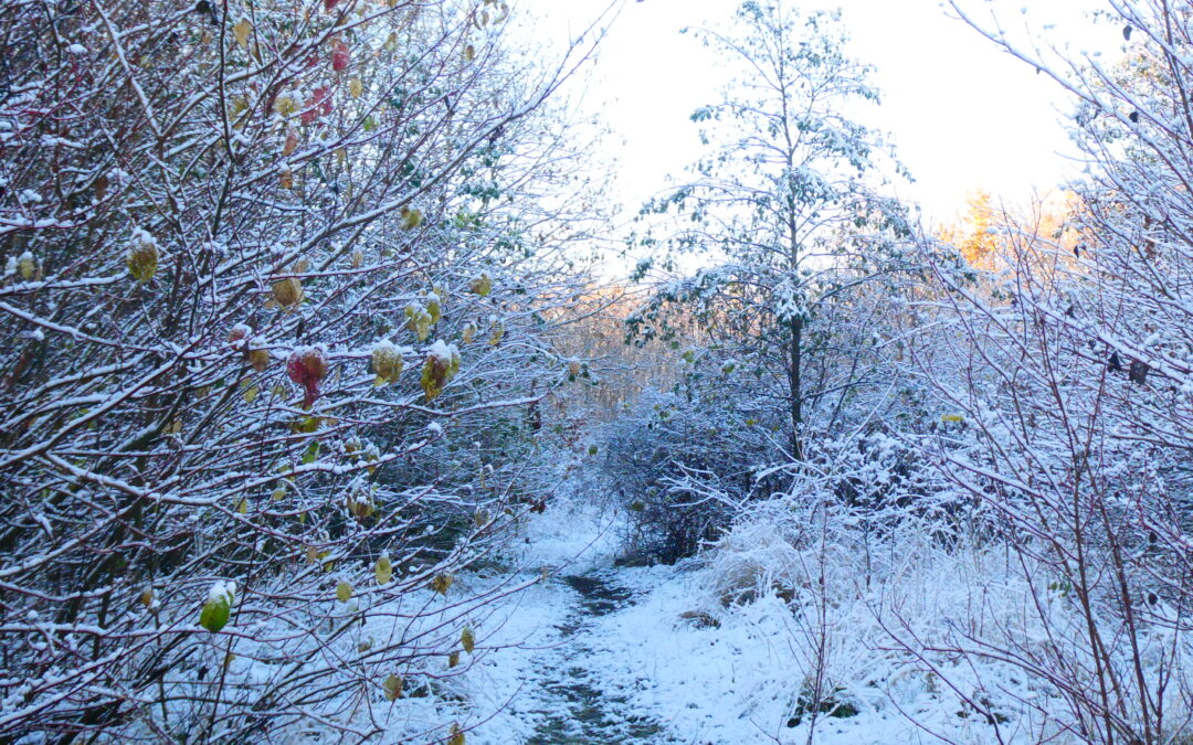SÅ DU VINTERENS FØRSTE SNE I KBH? eller hva