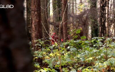 VERDEN IFØLGE GLAD: Julekalendere og skovnisser