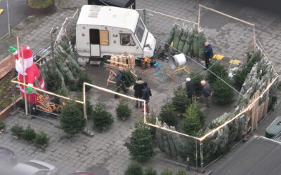 Juletræerne slagtet og klar til julegulvet