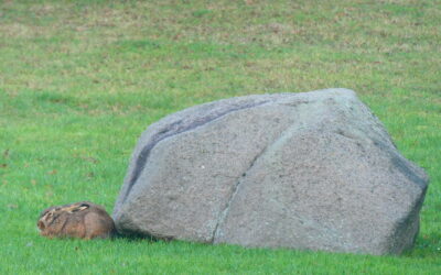 se mor mooora en kanin med stor røv. nej ole det en skildpadde