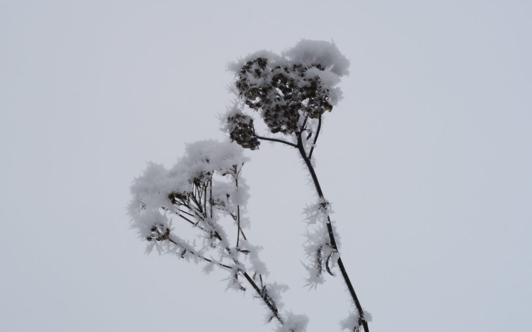 LANDET LIGGER STADIG HVIDT