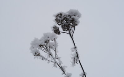 LANDET LIGGER STADIG HVIDT